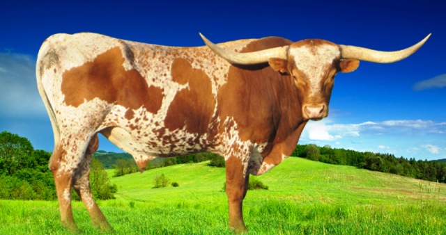 Free Longhorn, Download Free Longhorn png images, Free ClipArts on ...