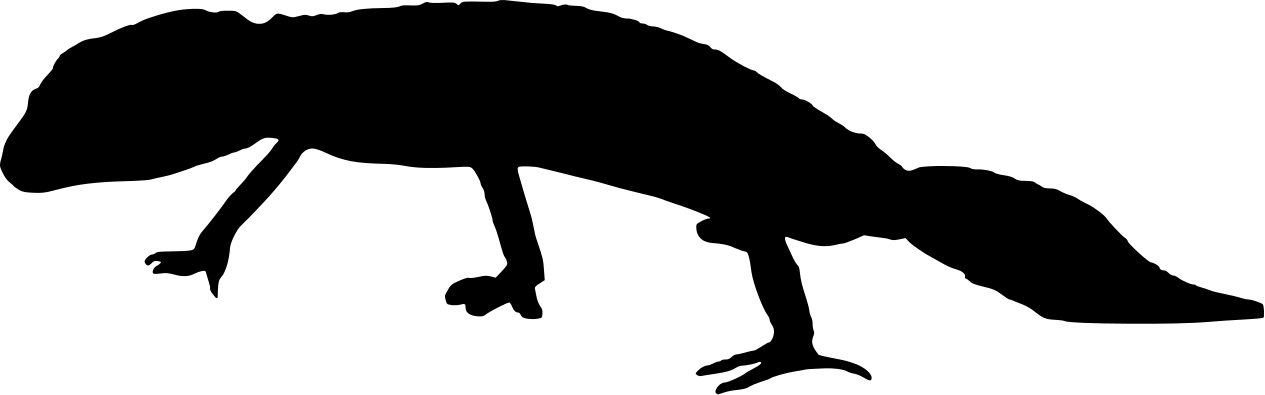 Black silhouette of a salamander in walking pose on white background