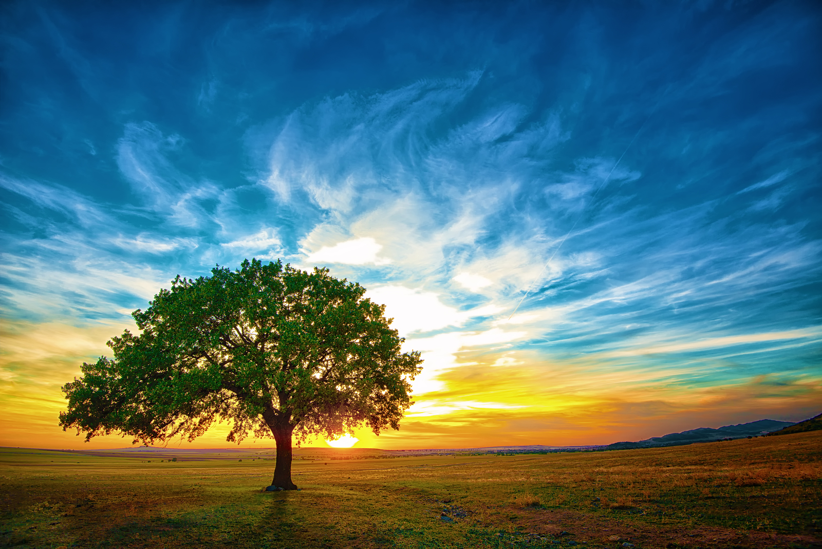 Lone Oak at Sunset - Serene Landscape Photography
