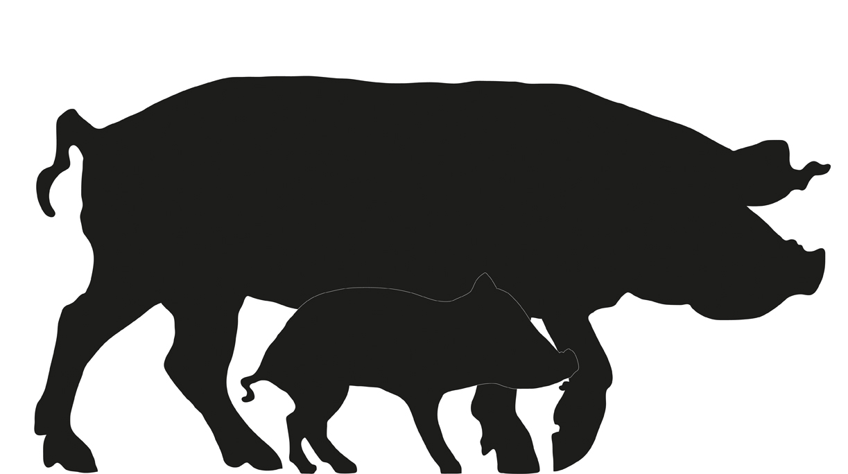 Images For  Show Pig Silhouette