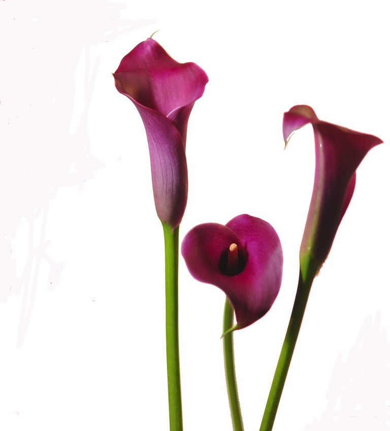Mini Calla Lily Grape Velvet - Mini Calla Lilies - Calla Lilies