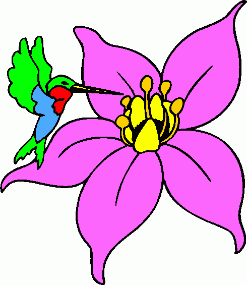Hummingbird Feeding on Pink Flower - Nature Illustration