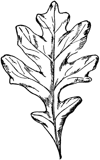 Detailed black-and-white line drawing of an oak leaf with lobed edges and visible venation.