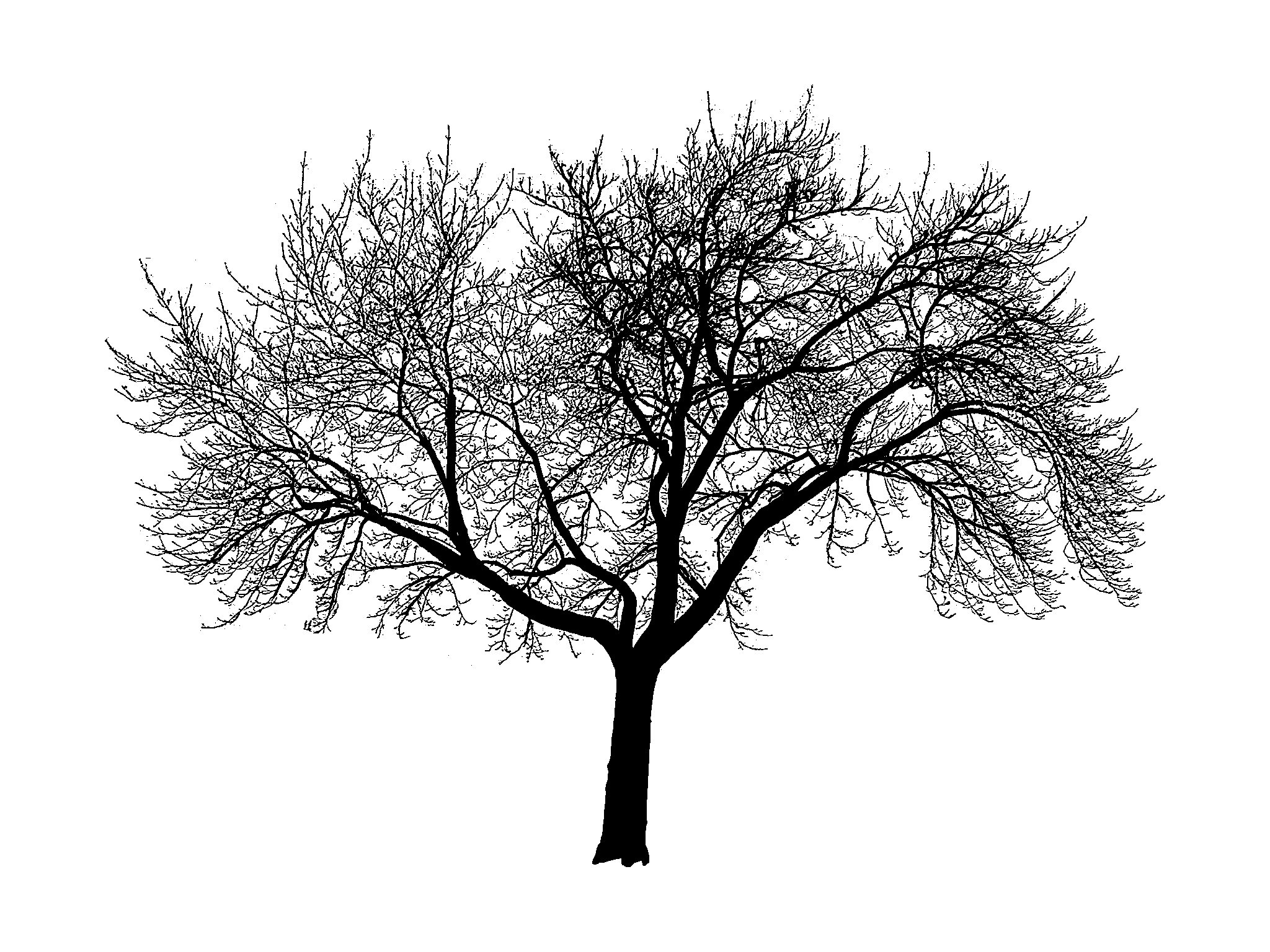 free tree silhouettes - Google Search--Print off tree silhouettes 