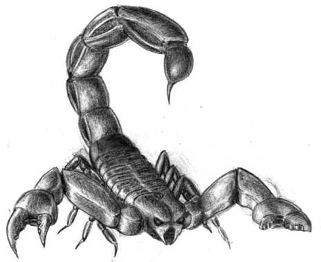 Estudos Escorpião para Tattoo 💀👊🎨 #scorpion #escorpion … | Flickr