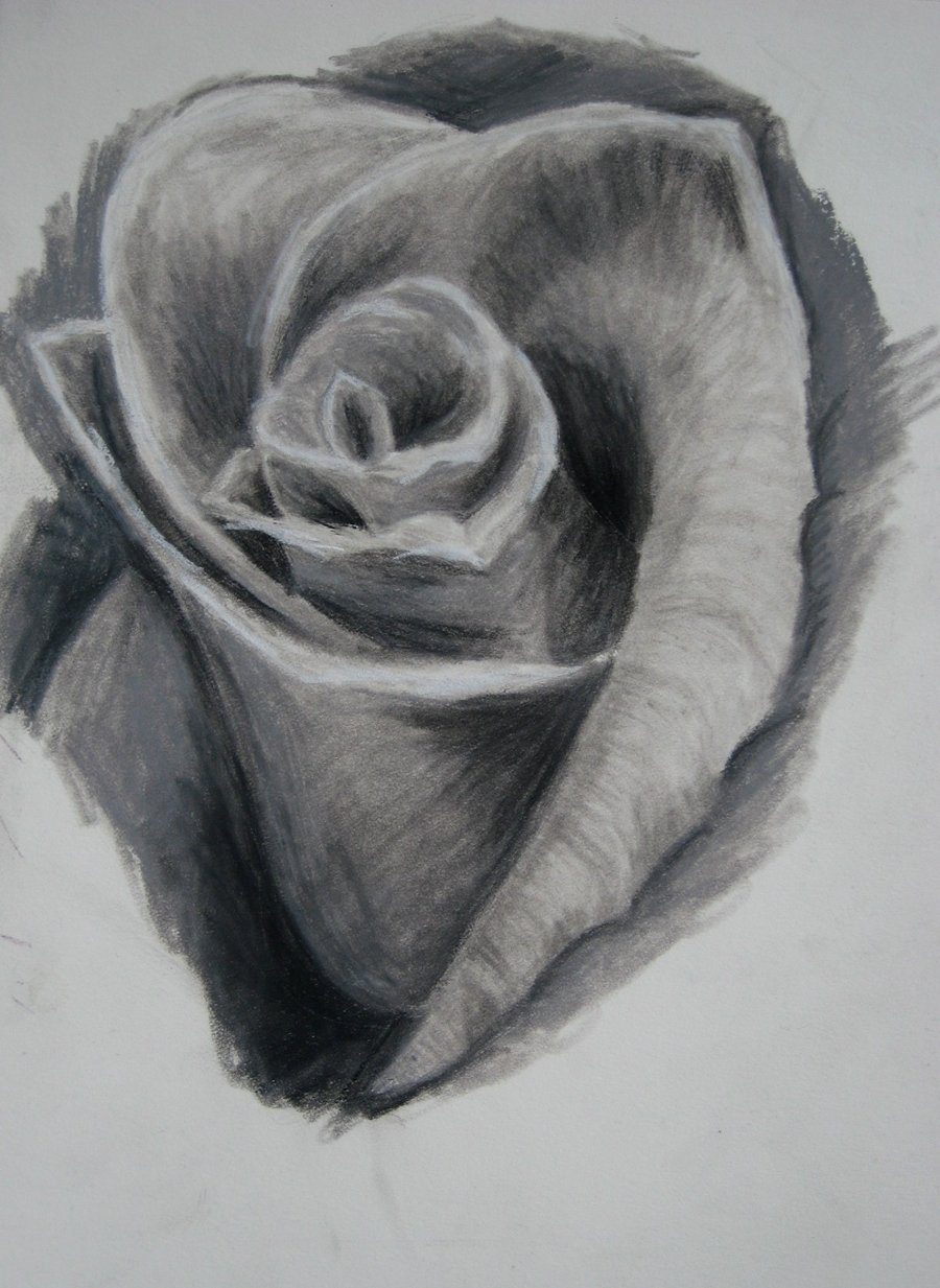 Rose Drawings In Black And White - Gallery