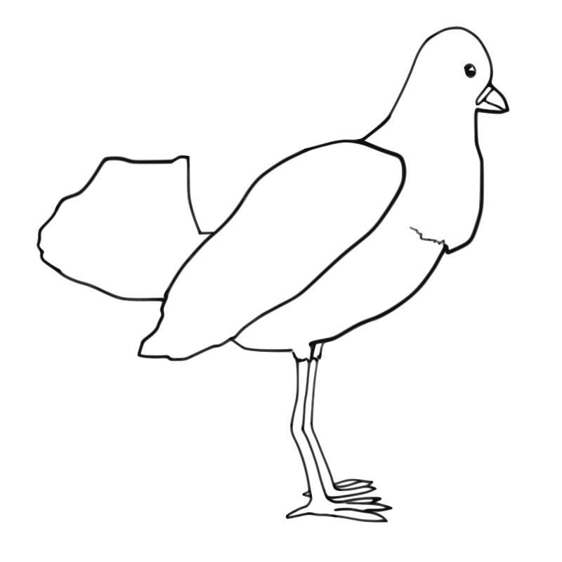 Pigeon Line Art Illustration - Clean Vector-Style Bird Drawing