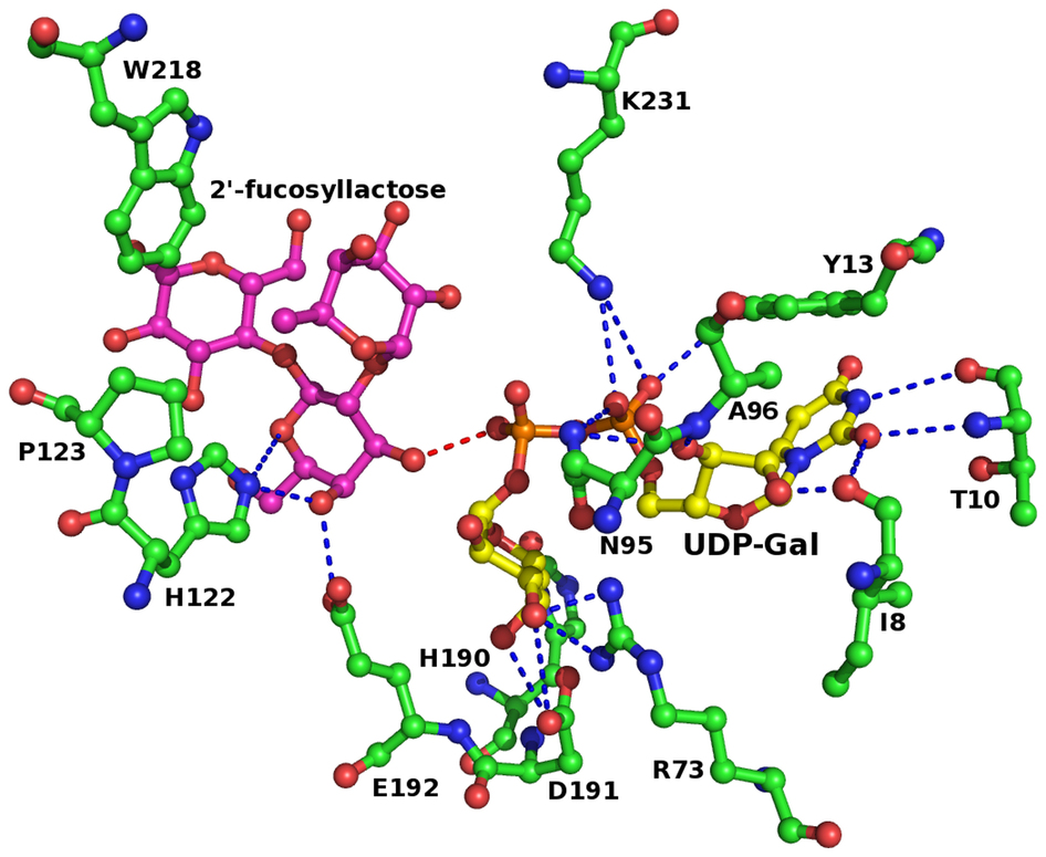 3D molecular model showing enzyme active site with 2'-fucosyllactose and UDP-Gal bound, highlighting key amino acid residues and hydrogen bonds.