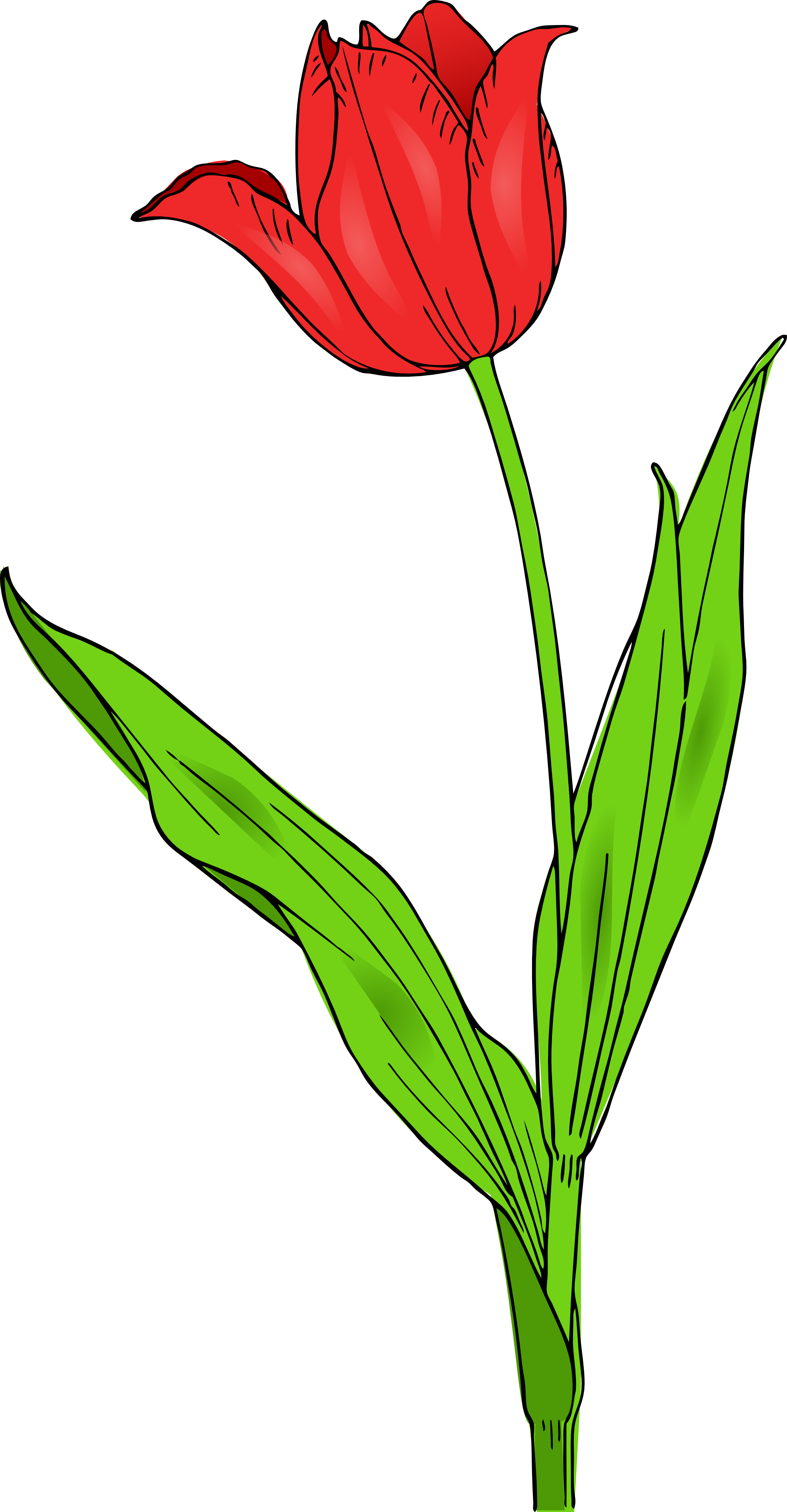 Tulip Images Clip Art - Clipart library