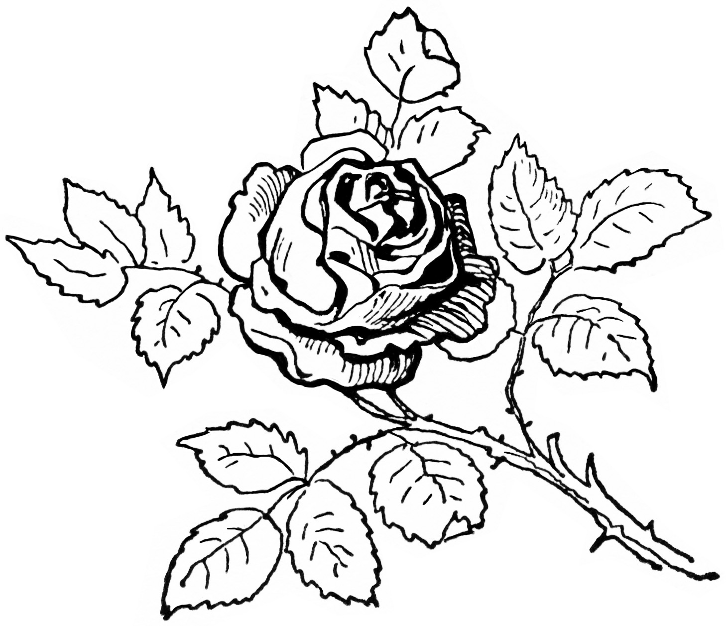 Black-and-white line drawing of a blooming rose with detailed petals, leaves, and thorny stem.