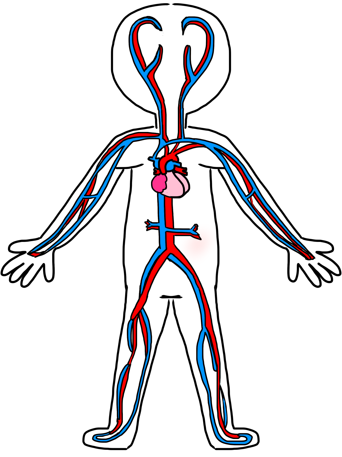 Circulatory System Drawing Kids - Clipart library