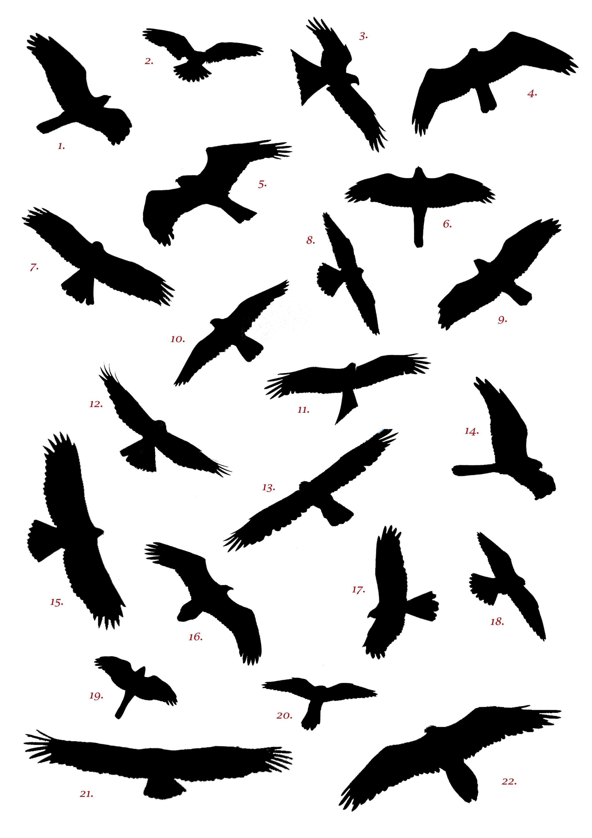 Flying Birds Silhouette - Clipart library