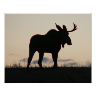 Silhouette of a majestic bull moose standing on a grassy ridge at sunset, with soft clouds in the background.