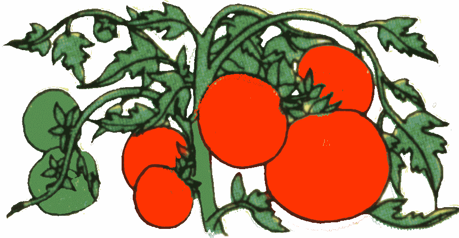 tomatoes . | Clipart library - Free Clipart Images