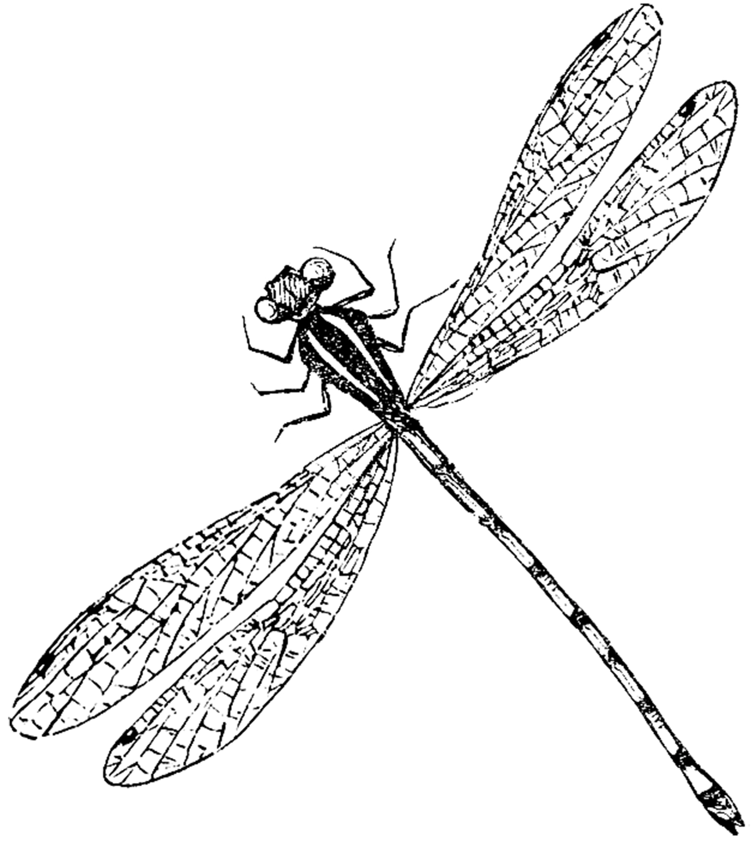 Dragonfly Drawings Designs - Clipart library