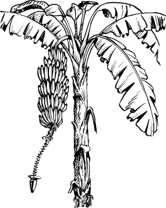 Detailed black-and-white line drawing of a banana plant with large leaves, a hanging bunch of bananas, and a flower bud.