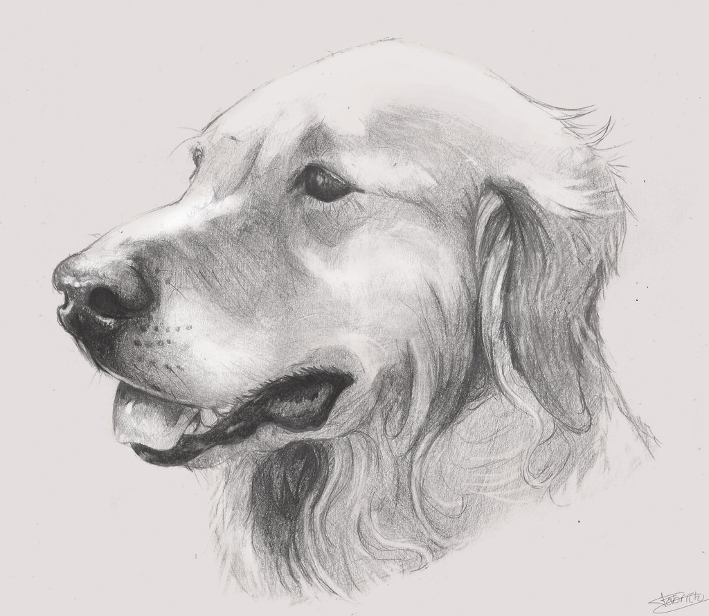 Рисунок собаки графика. Собака рисунок. Собака карандашом. Собака рисунок карандашом. Карандашный рисунок собаки.