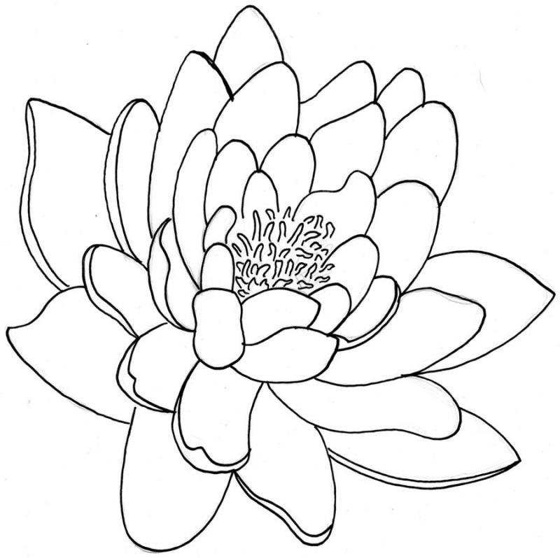 Free Flower Outlines Download Free Clip Art Free Clip