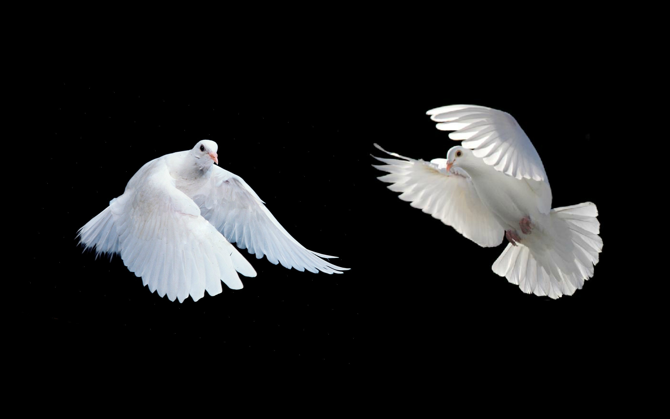 Мама голуби летят. Белый голубь. Белый голубь летит. Белая птица в полете. Красивые голуби.