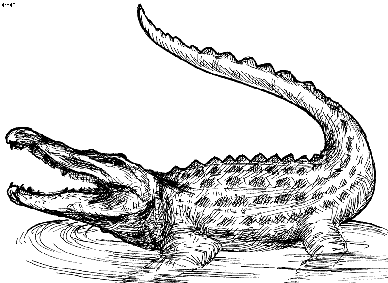 Crocodile drawing Black and White Stock Photos & Images - Alamy