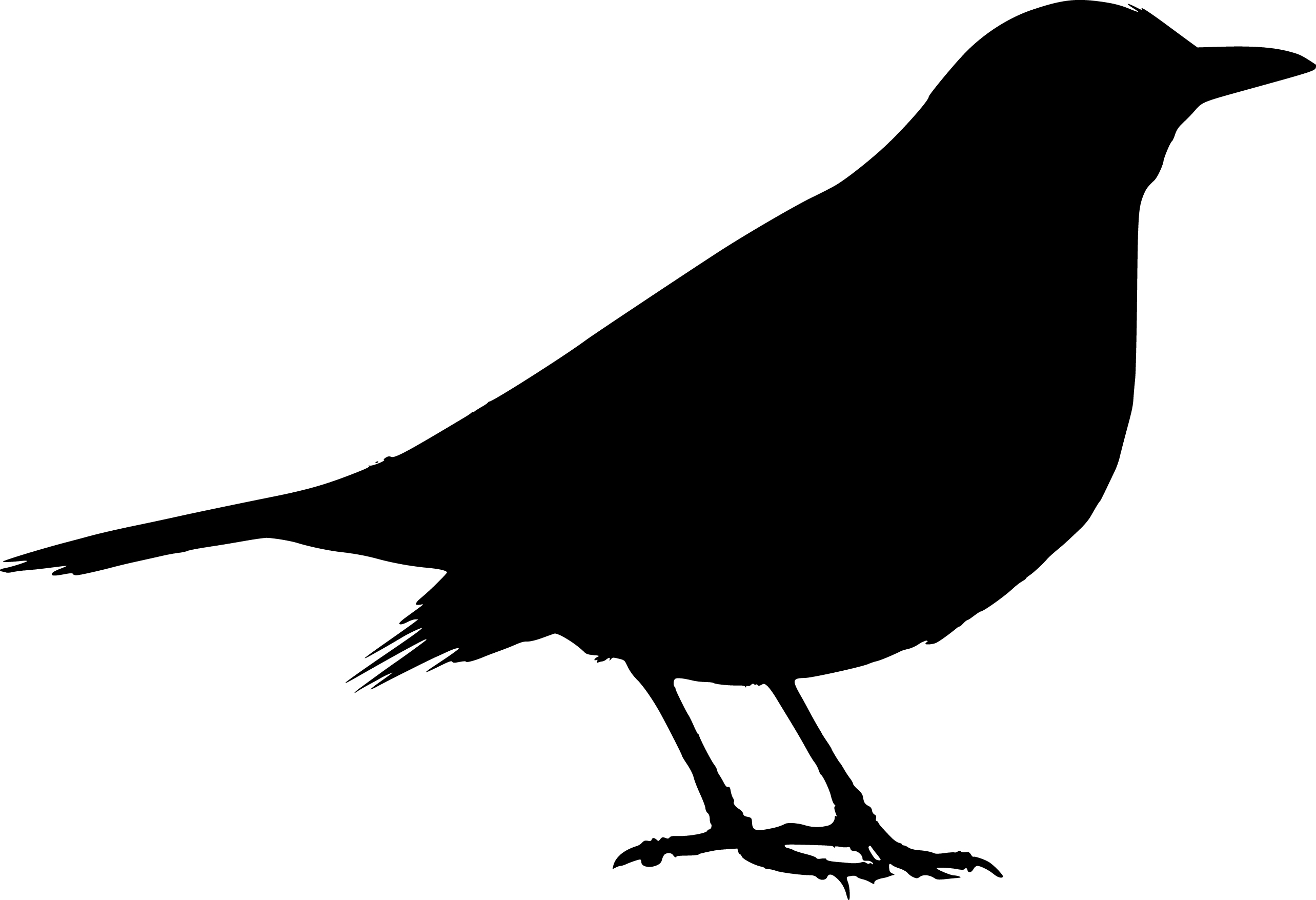 Black Bird Silhouette - Clipart library