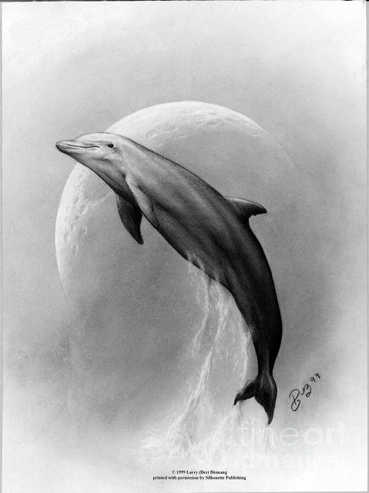 Playful Dolphin Drawings