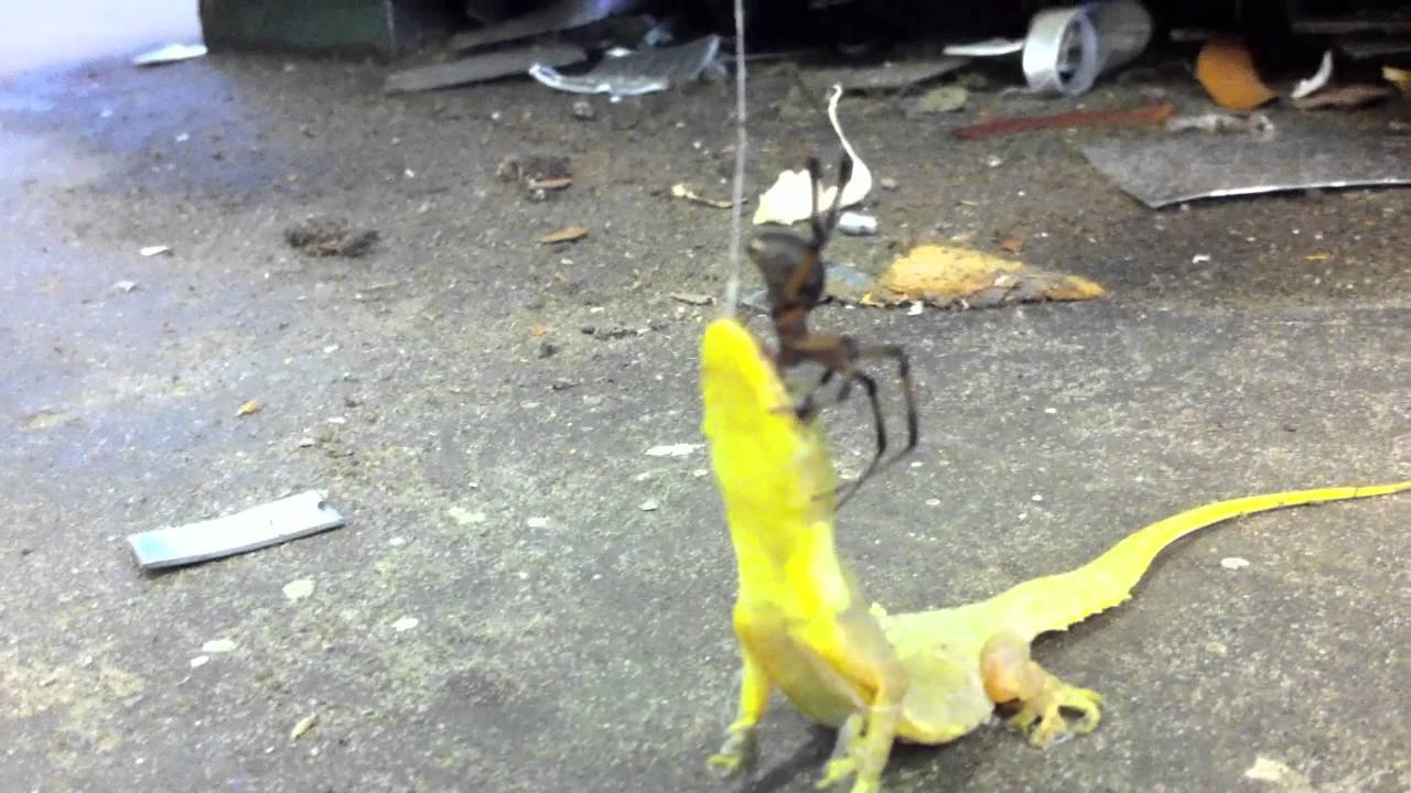 Yellow Lizard vs Spider: Rare Predatory Encounter Captured