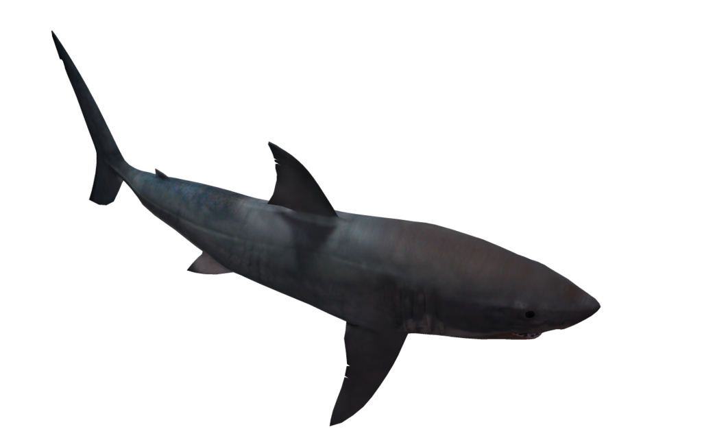 Great White Shark 05 by wolverine041269 on Clipart library