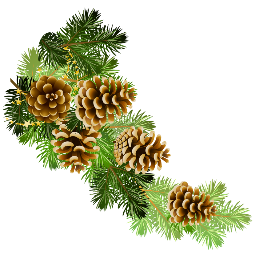 Transparent Pine Branch with Cones PNG Clipart