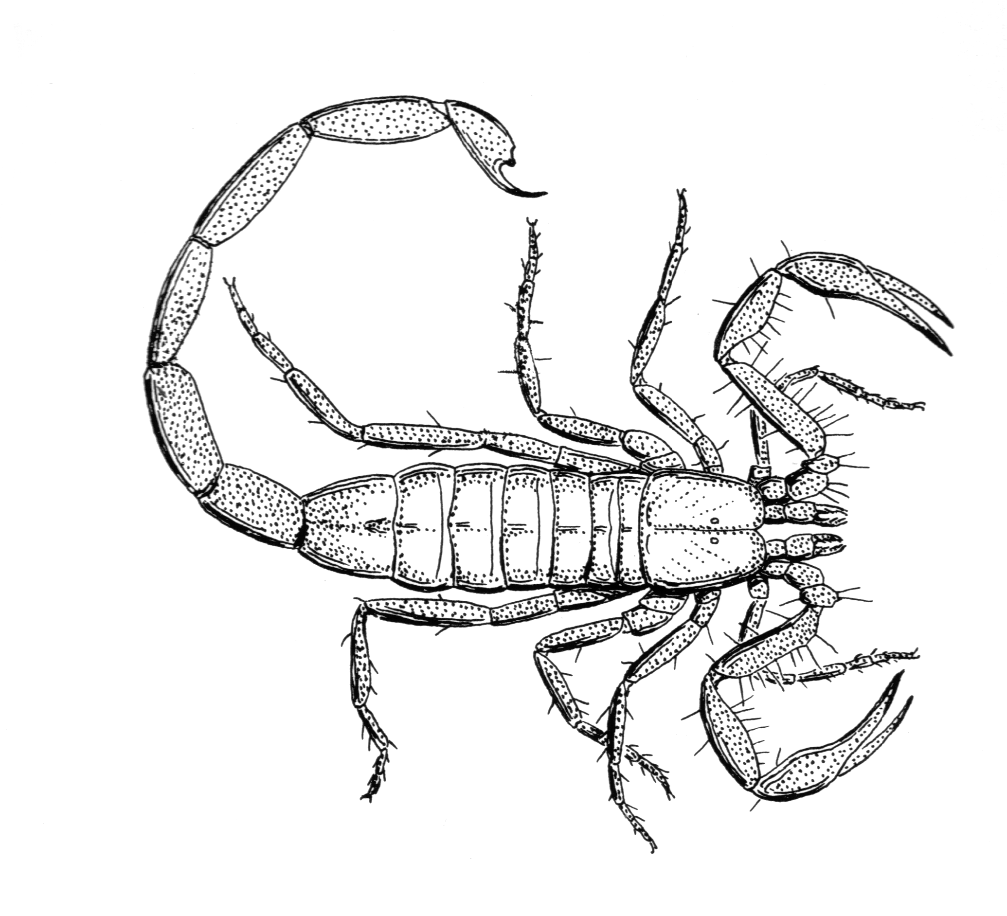 Jpg Black And White Library Bugs Drawing Scorpion - Scorpion Black And  White Png, Transparent Png - vhv