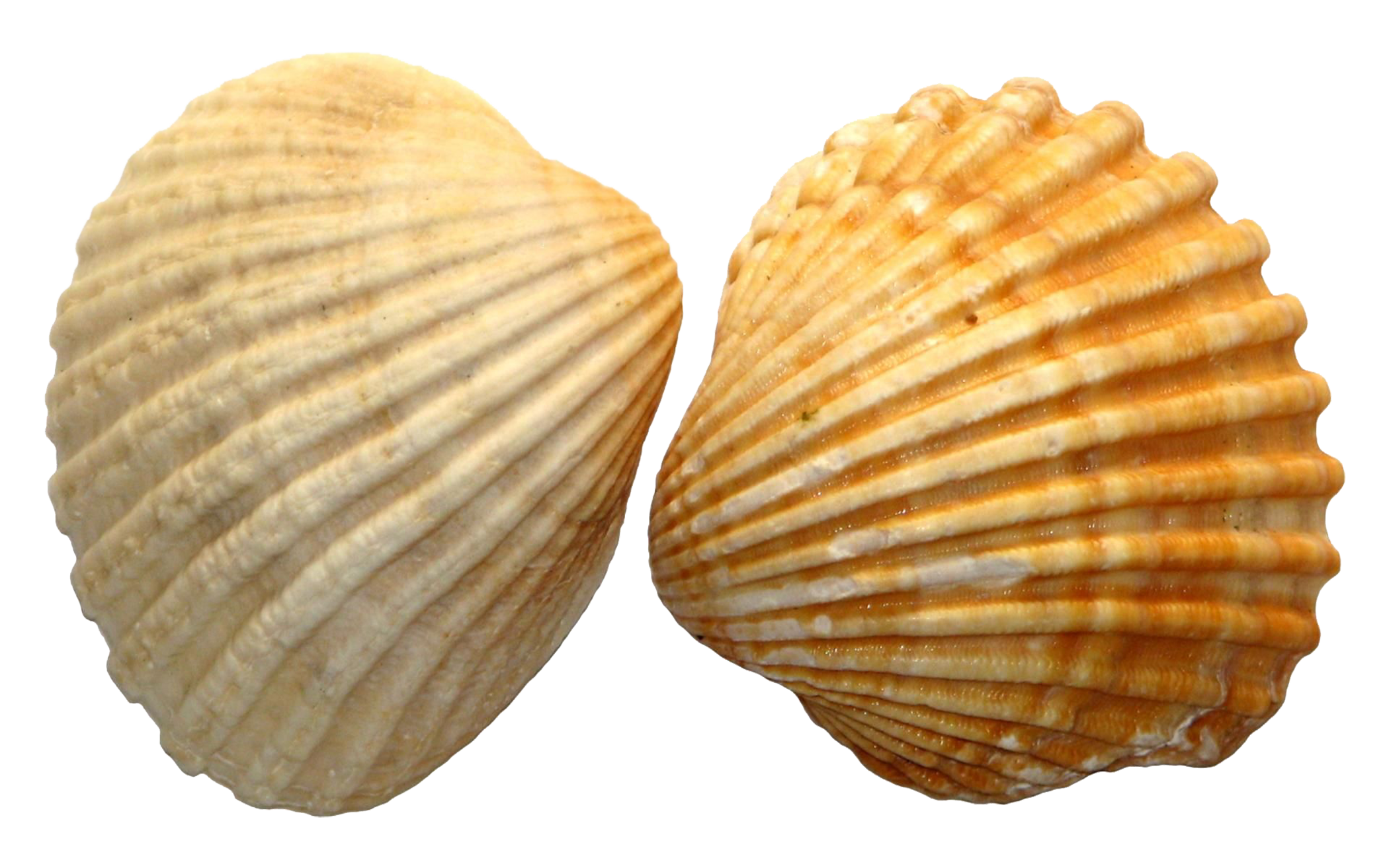 shell png | PNG Image