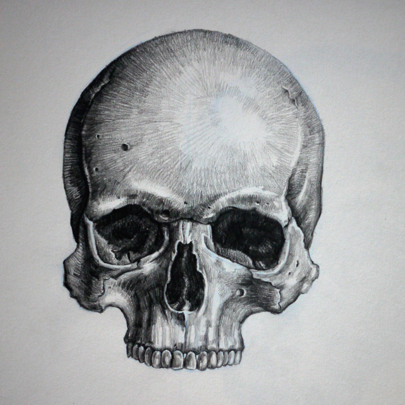 Half Skull Sketch by BradAngove on DeviantArt