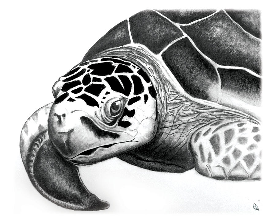 Sea Turtle Drawings for Sale - Fine Art America