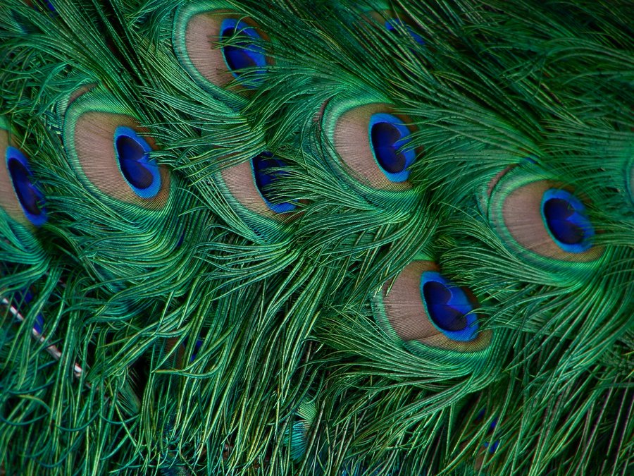 Vibrant peacock tail feathers with iridescent green and blue eye patterns in close-up detail.
