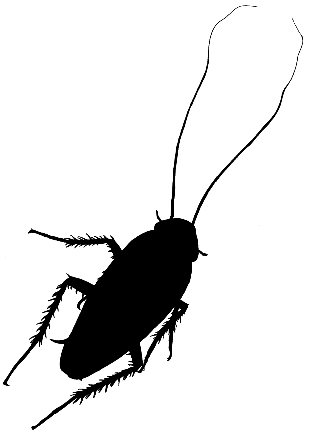 Cockroach Silhouette by Zucco1 on Clipart library