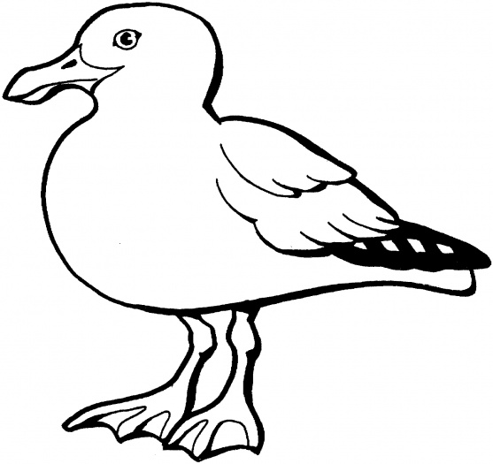 Seagull Outline - Clipart library