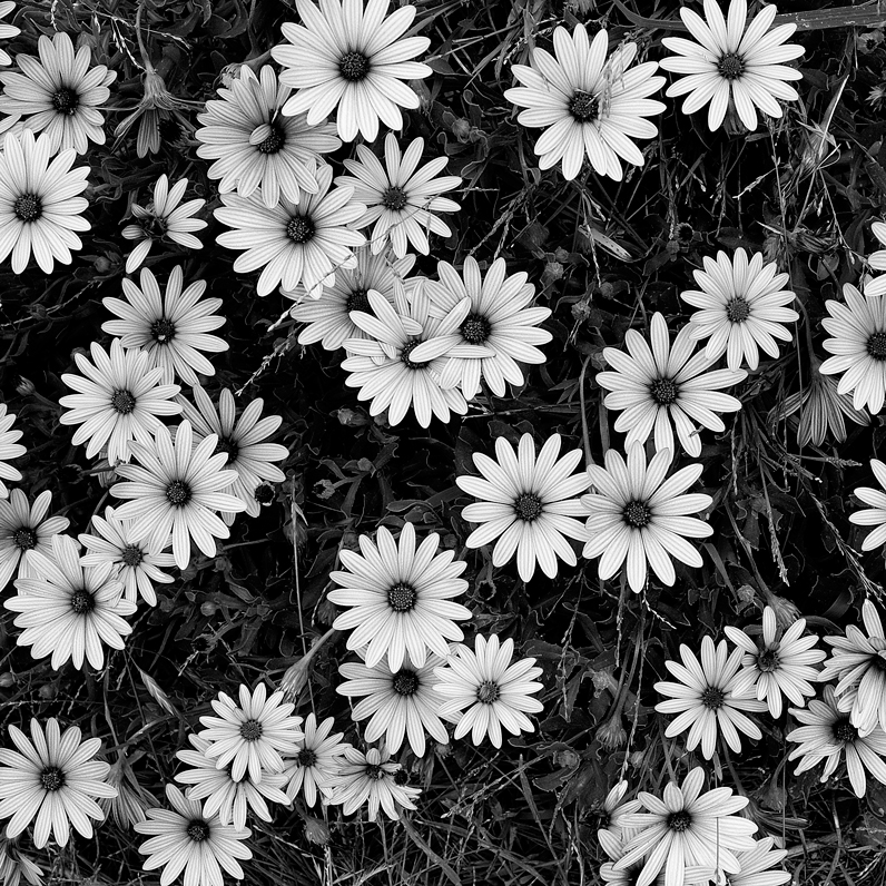 Black and White Flowers – A Study in Form | Light Stalking