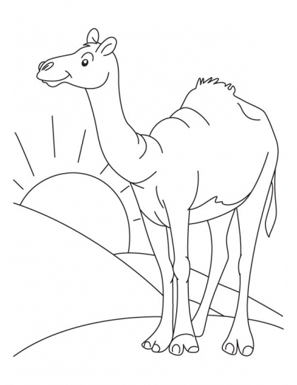Learn to Draw a Camel