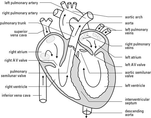 anatomical heart diagram black and white