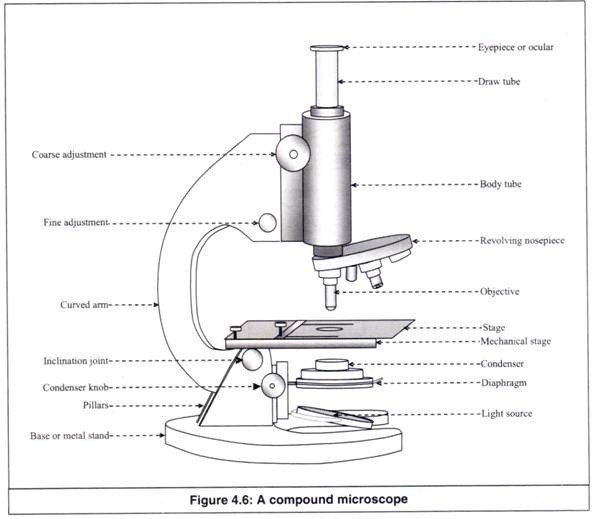 Compound Microscope Line Drawing Structure Stock Illustration 1878441151   Shutterstock