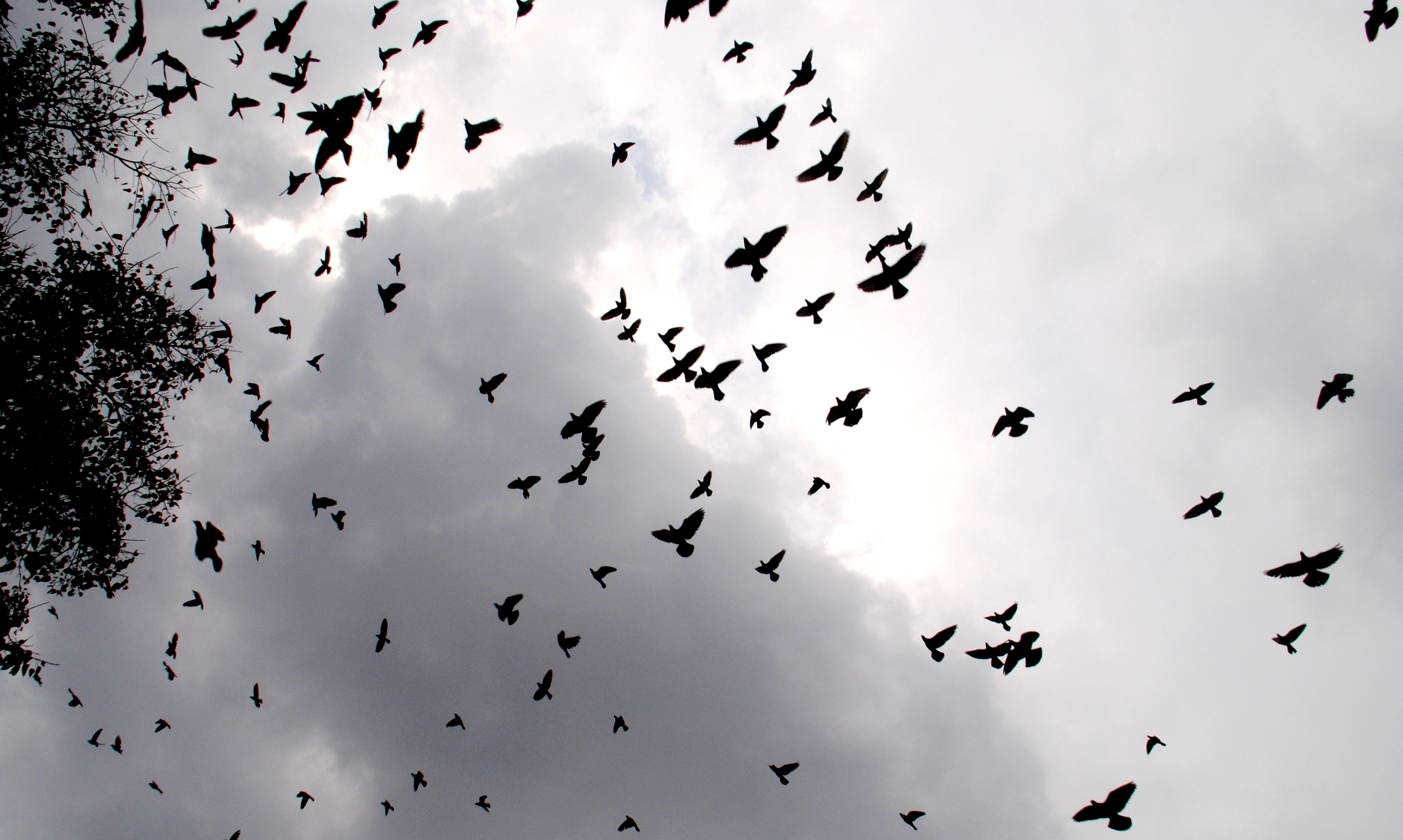 Стая ворон. Стая птиц в небе. Птицы разлетаются. Много птиц в небе. Стайка птиц в небе.