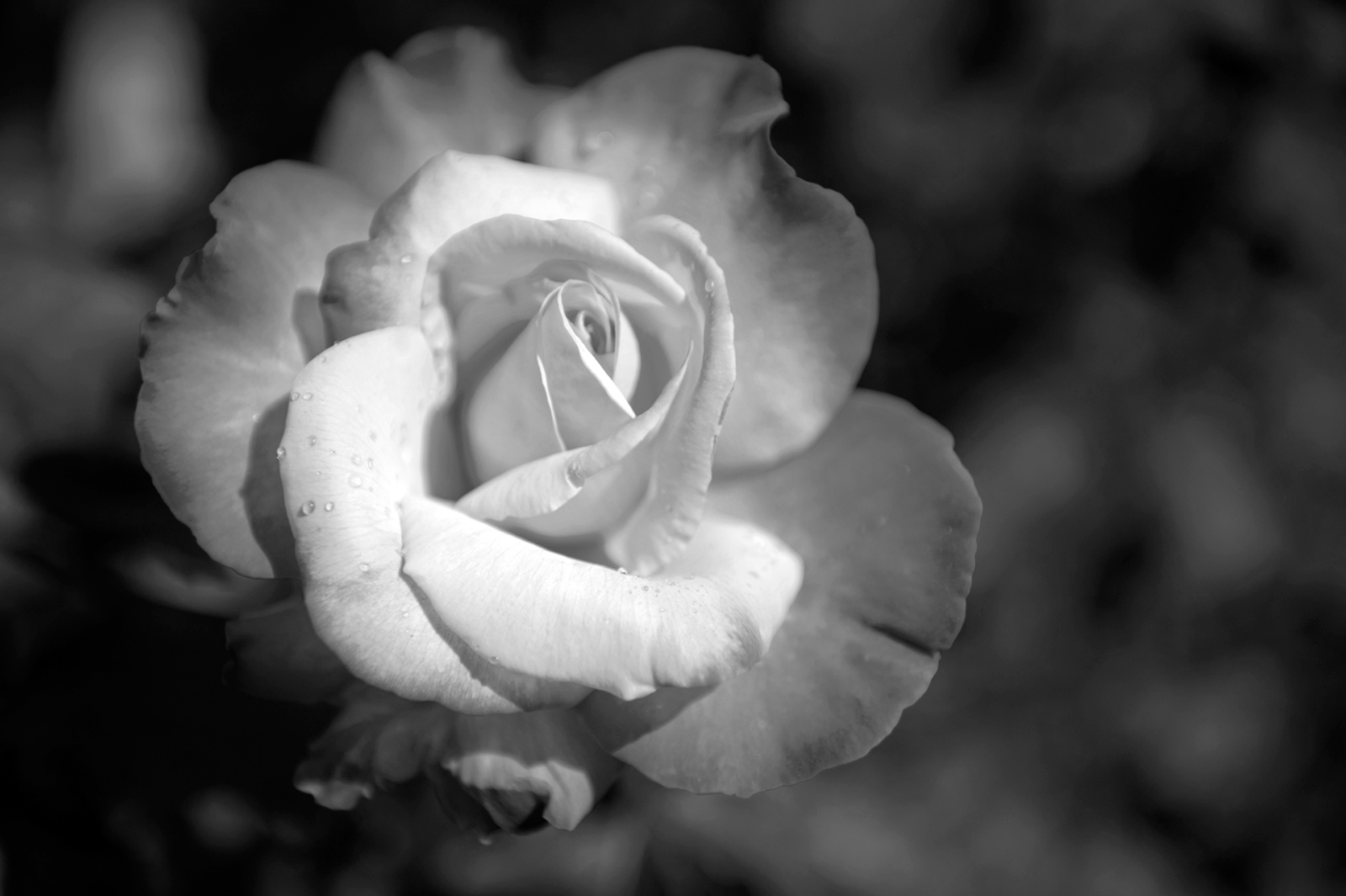 Rose flower black  white photography art print | flowers in black 