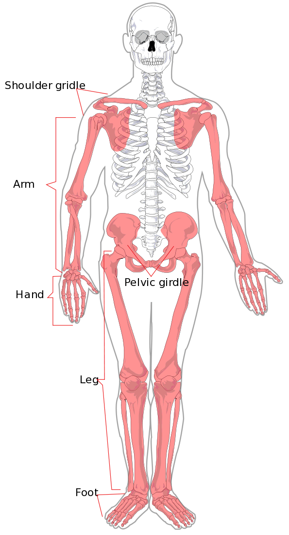 Human Skeletal System Diagram - Key Bone Structures & Muscle Attachments
