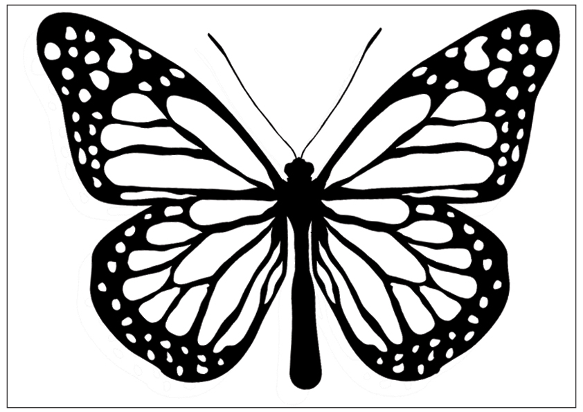 black-and-white-butterfly- 