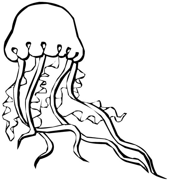 Jellyfish Outline Images  Pictures - Becuo
