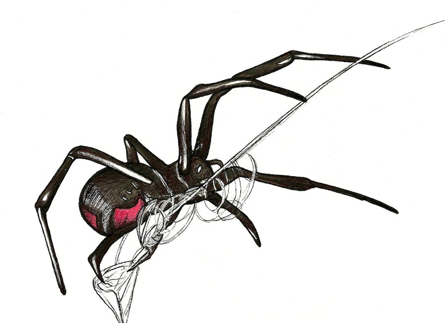 Black Widow Spider by stephie-bailey on Clipart library