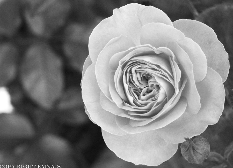 Rose Flower Images Black And White