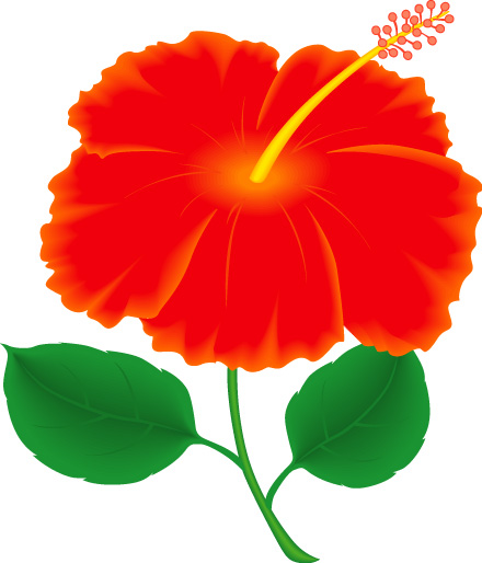 Vibrant red hibiscus flower with yellow stamen and green leaves on white background.