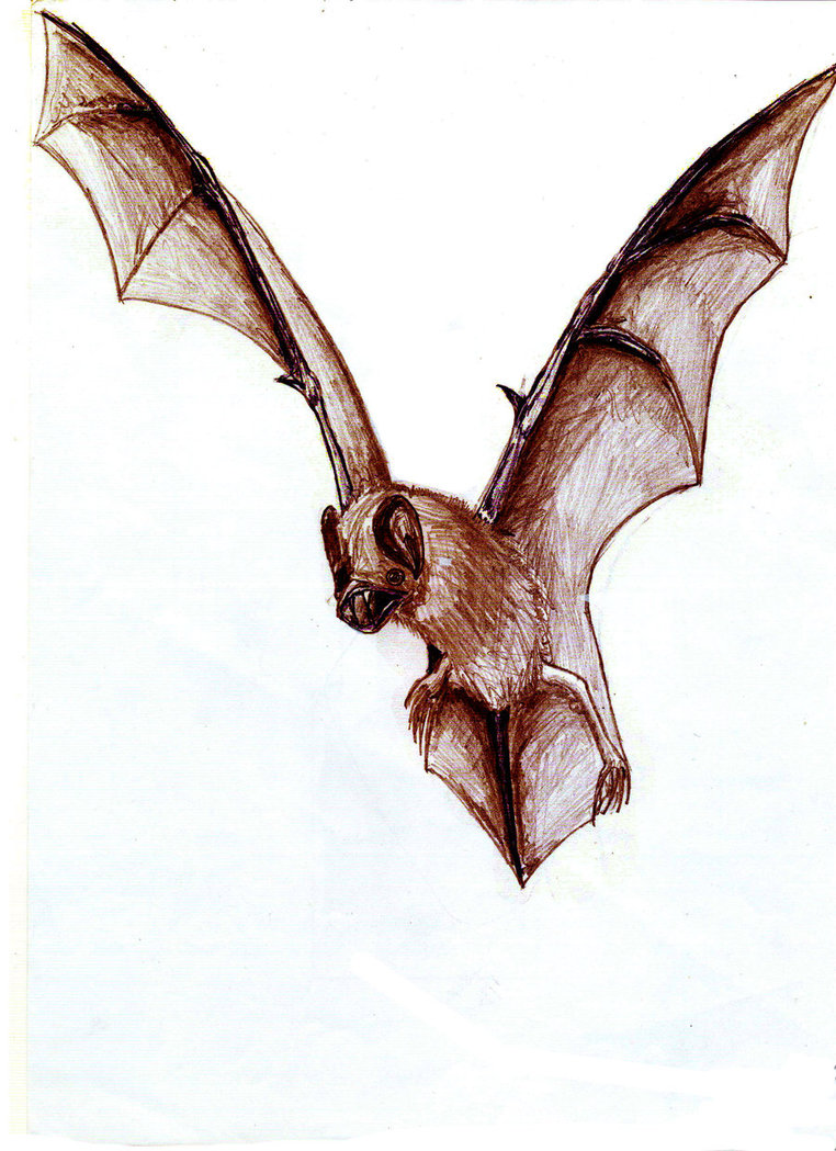 Mouse Colored Bat Drawing - Vampire Bat Drawing Png, Transparent Png ,  Transparent Png Image - PNGitem
