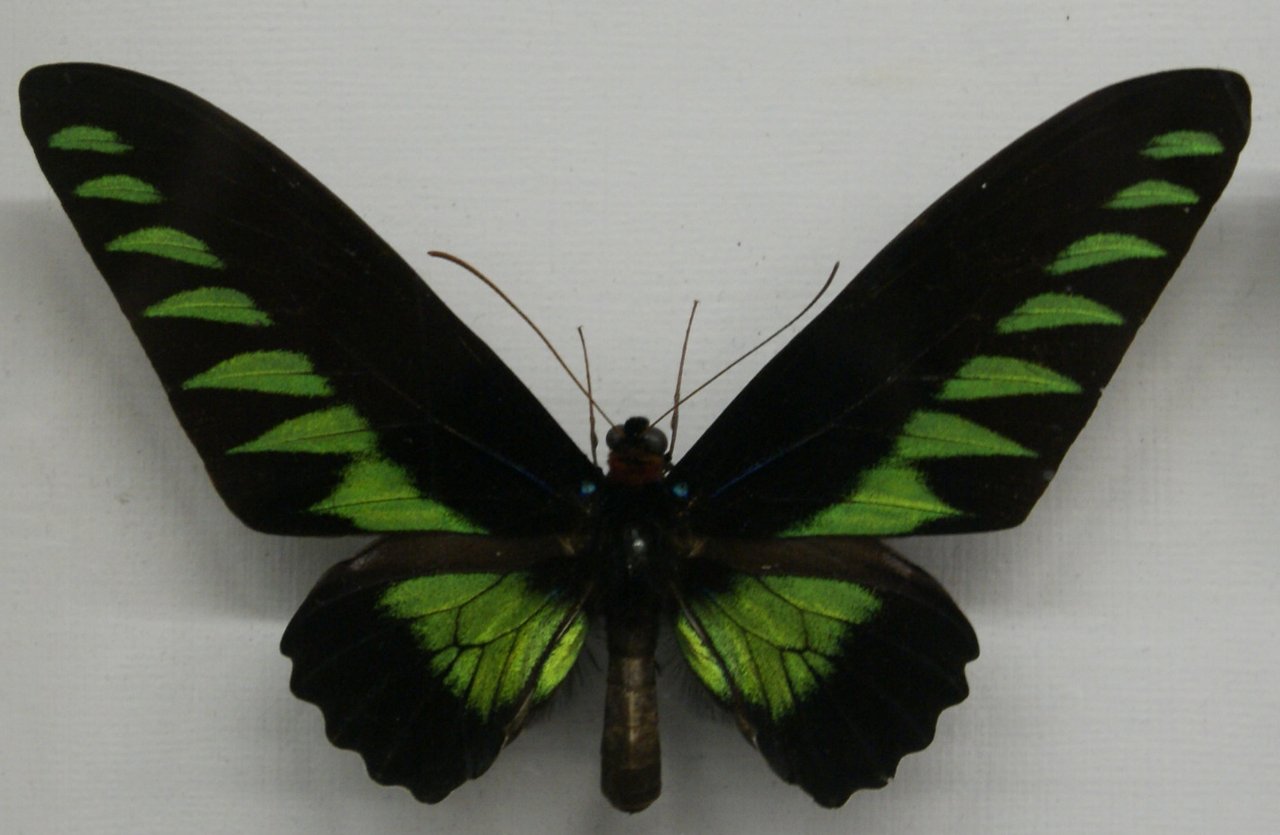 Черно зеленые бабочки